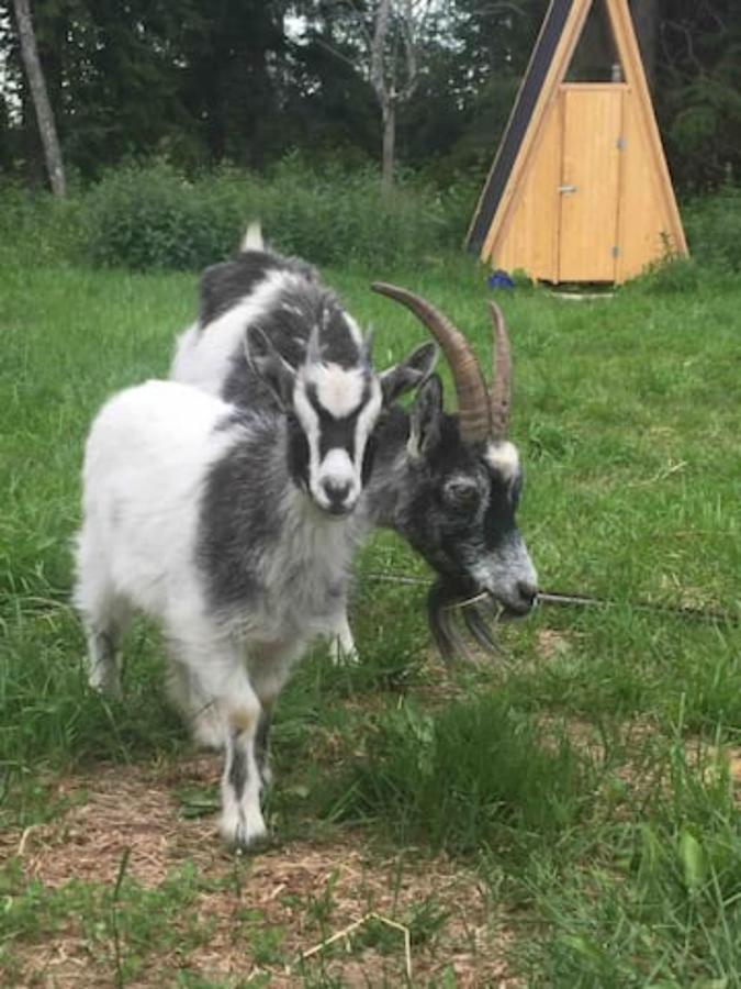Niiralan Tila : Starlite Cabin Laitila Exteriér fotografie